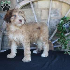 Sunset, Mini Labradoodle Puppy