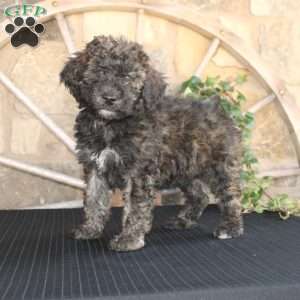 Sundae, Mini Labradoodle Puppy