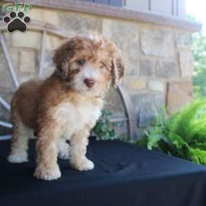 Sorbet, Mini Labradoodle Puppy