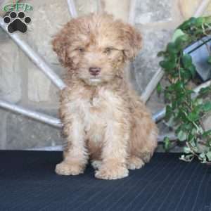 Sunshine, Mini Labradoodle Puppy
