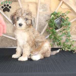 Satelite, Mini Labradoodle Puppy