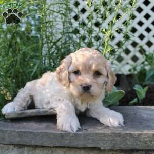 Faith, Cockapoo Puppy