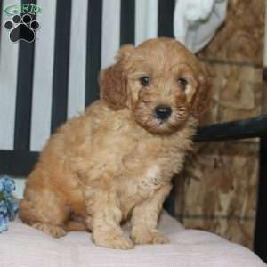 Frank, Mini Goldendoodle Puppy