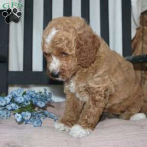 Faye, Mini Goldendoodle Puppy