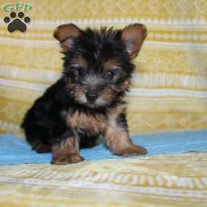 Dickie, Yorkie Puppy