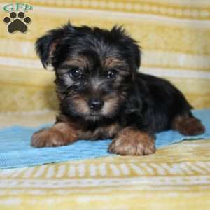 Dallus, Yorkie Puppy