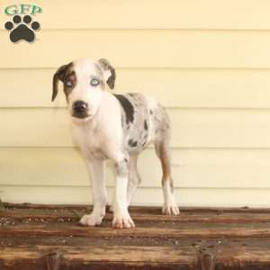 Rachel, Doberman Mix Puppy
