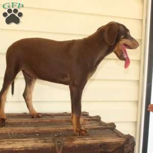 Rebecca, Doberman Mix Puppy