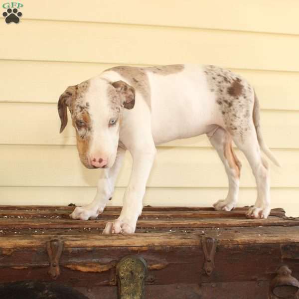 Rufus, Doberman Mix Puppy