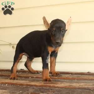 Sunshine, Doberman Pinscher Puppy