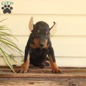 Stormy, Doberman Pinscher Puppy