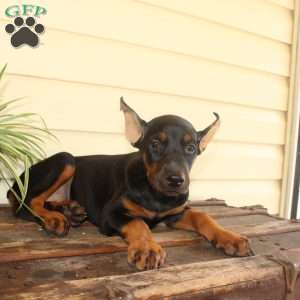 Sasha, Doberman Pinscher Puppy
