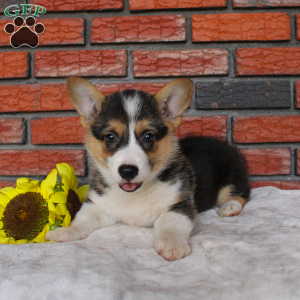 Starlight, Pembroke Welsh Corgi Puppy