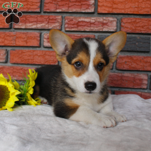 Secret, Pembroke Welsh Corgi Puppy
