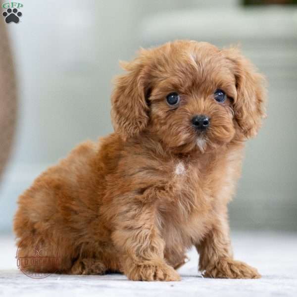 Luna, Cavapoo Puppy