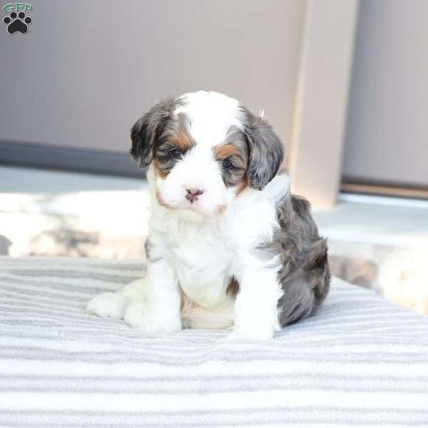 Riley, Cavapoo Puppy