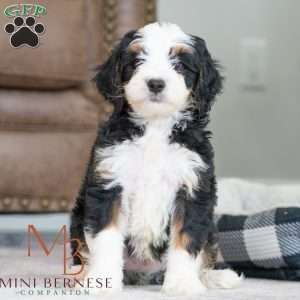 Bobby, Mini Bernedoodle Puppy