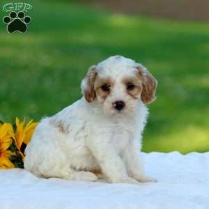 Malcolm, Cavapoo Puppy