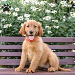 Penny, Golden Retriever Puppy