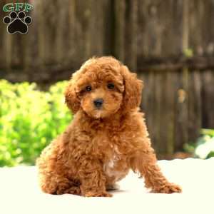 Danielle, Toy Poodle Puppy