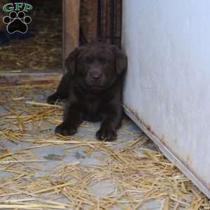 John, Chocolate Labrador Retriever Puppy