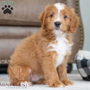 Bianca, Mini Bernedoodle Puppy
