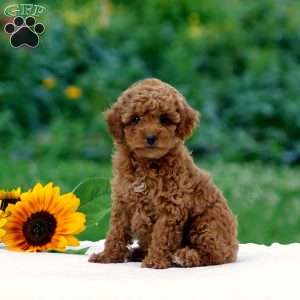 Bella, Miniature Poodle Puppy