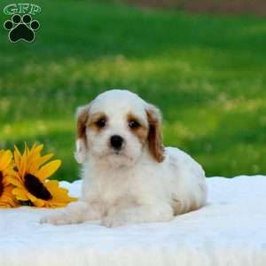 Marissa, Cavapoo Puppy