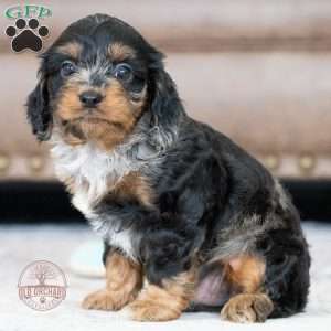 Karl, Cavapoo Puppy