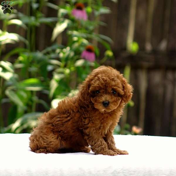 Daisy, Toy Poodle Puppy