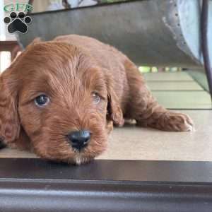 Penny, Mini Goldendoodle Puppy