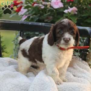 Jody, Cockapoo Puppy