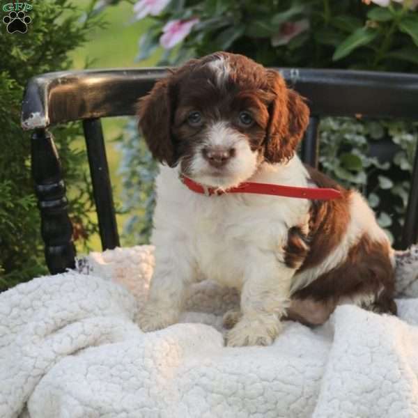 Jody, Cockapoo Puppy