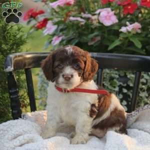 Jody, Cockapoo Puppy