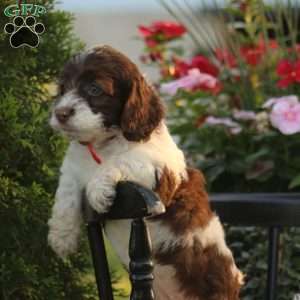 Jody, Cockapoo Puppy