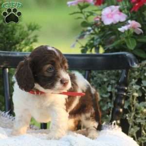 Jody, Cockapoo Puppy