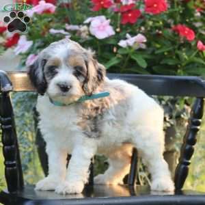 Julia, Cockapoo Puppy