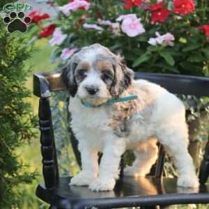 Julia, Cockapoo Puppy