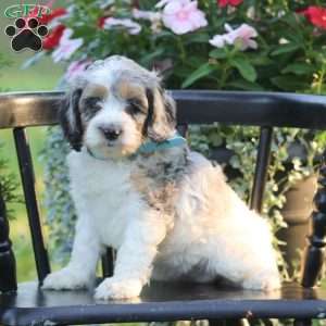 Julia, Cockapoo Puppy