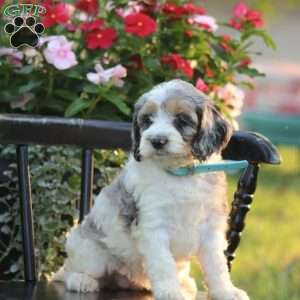 Julia, Cockapoo Puppy