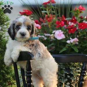 Julia, Cockapoo Puppy
