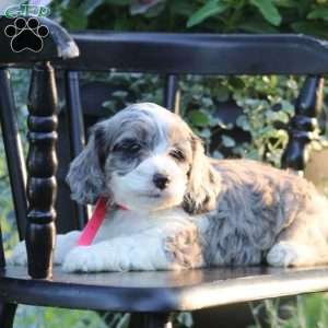Jewel, Cockapoo Puppy