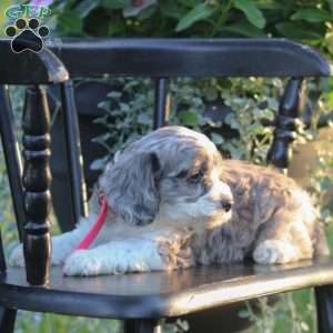 Jewel, Cockapoo Puppy