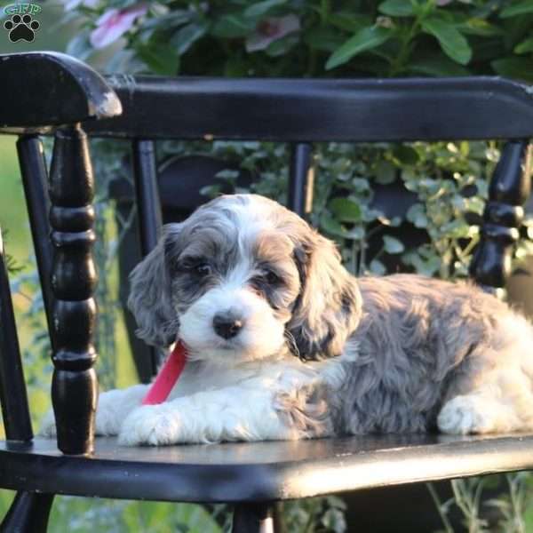 Jewel, Cockapoo Puppy