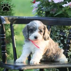 Jewel, Cockapoo Puppy