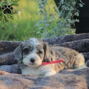 Jewel, Cockapoo Puppy