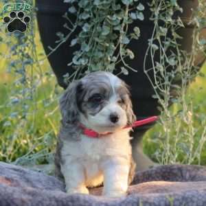 Jewel, Cockapoo Puppy