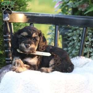Josie, Cockapoo Puppy