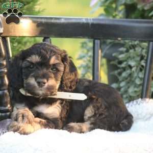 Josie, Cockapoo Puppy