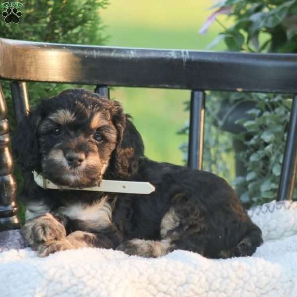 Josie, Cockapoo Puppy